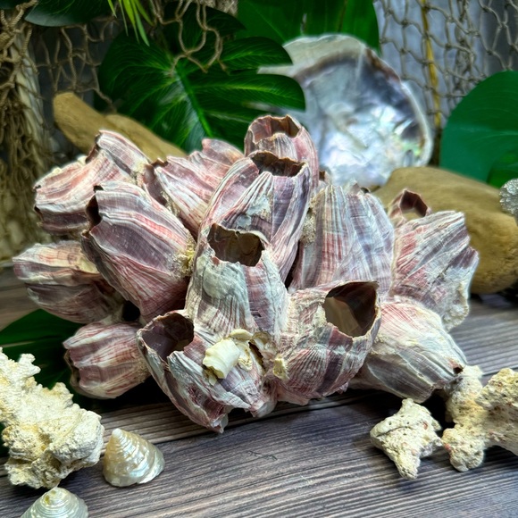 VTG  NATURAL Barnacles Cluster BEACH OCEAN AQUARIUM COASTAL SHELL NAUTICAL DECOR - Picture 3 of 17